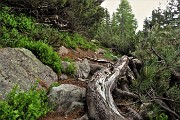 95 Il selvaggio tormentato Sentiero dei Roccoli tra radici e pini mugo
